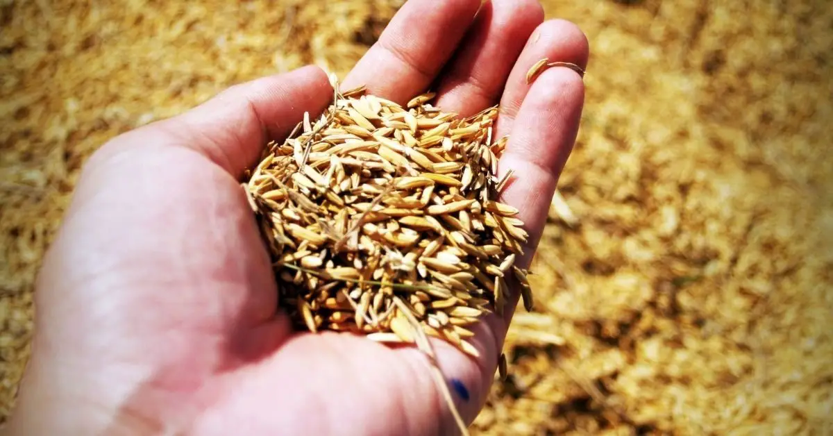 How To Invest In Wheat In The Philippines